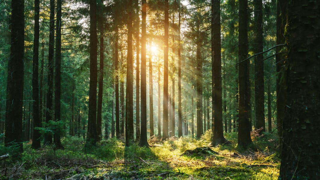 Perspektivenwechsel im Wald