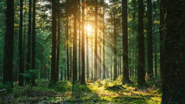 Perspektivenwechsel im Wald