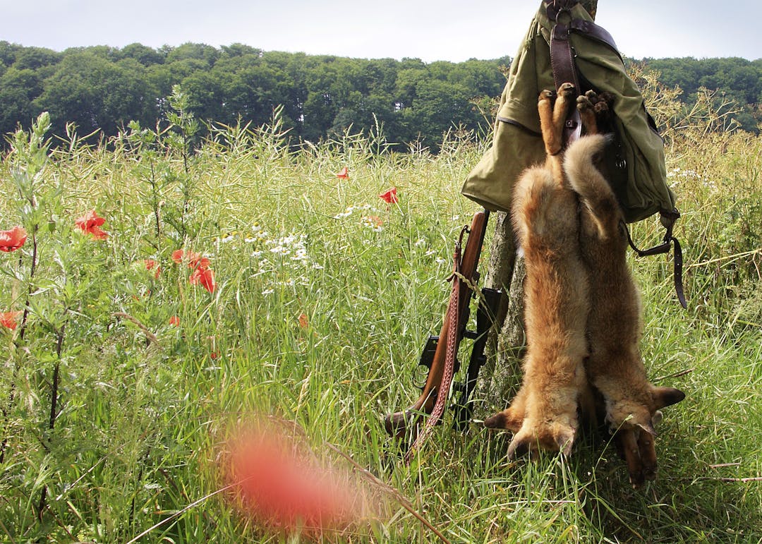 Rund um Jungfuchsbejagung