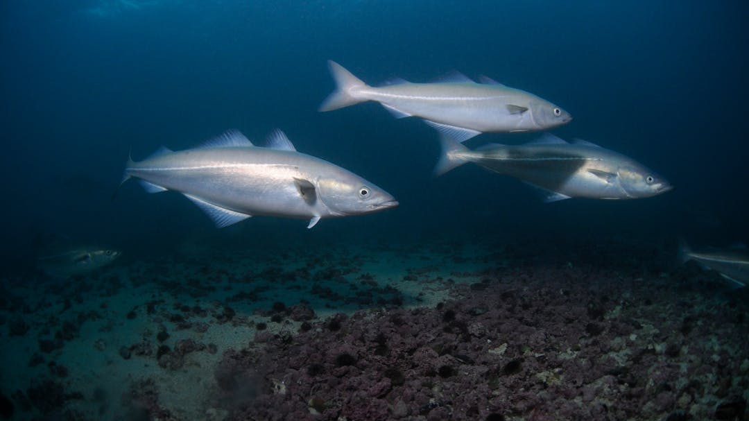 So ticken Fische: Tiefe Einblicke aus dem Norden!