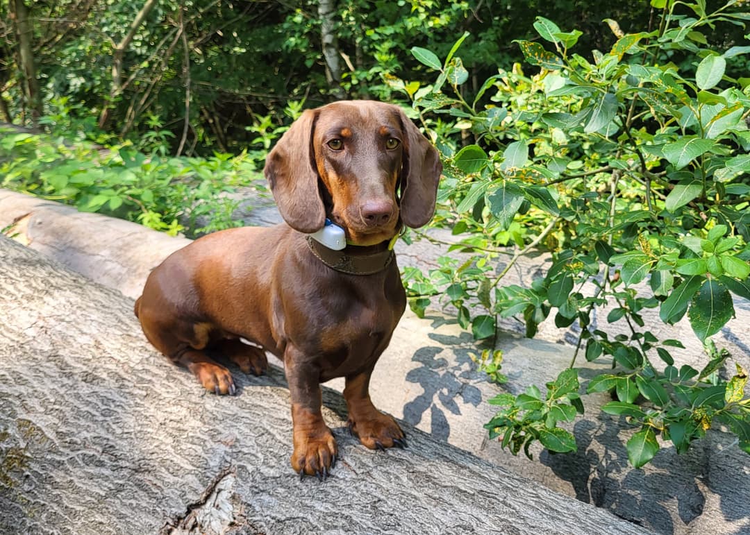 Heißgeliebter Jagdhelfer