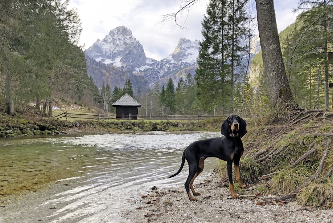 Der Hund aus den Bergen