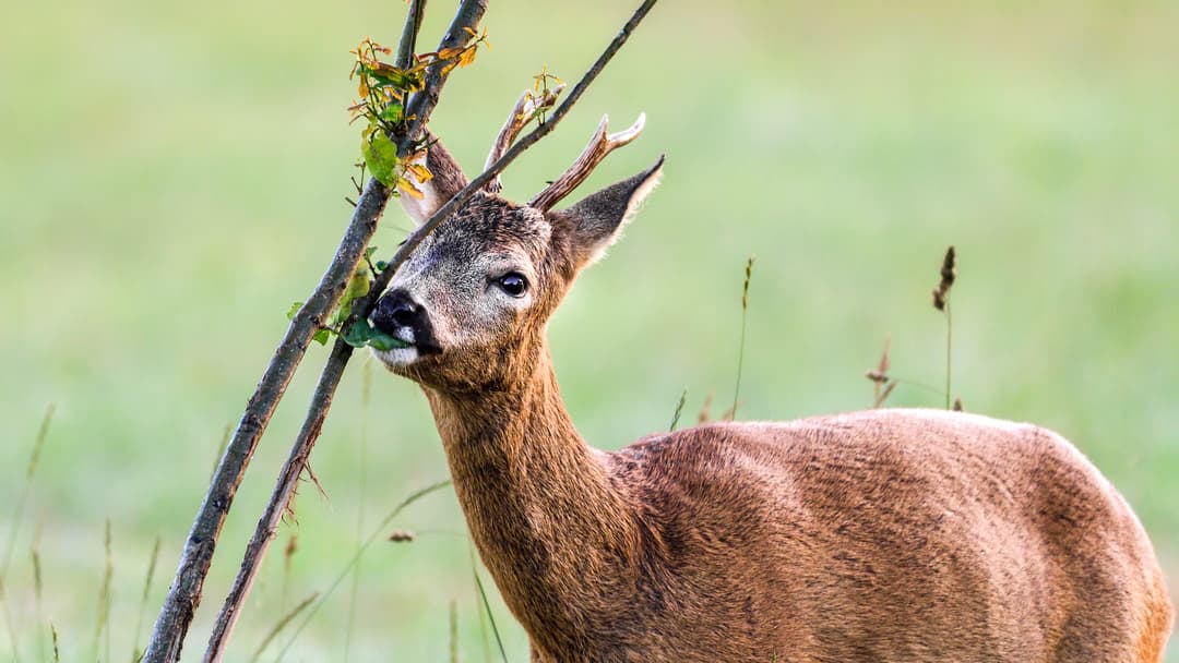 Wald vor Wild?