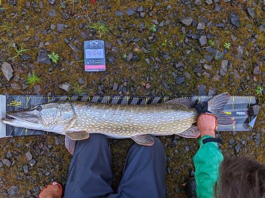 Mein Bigbait-Jahr (4)