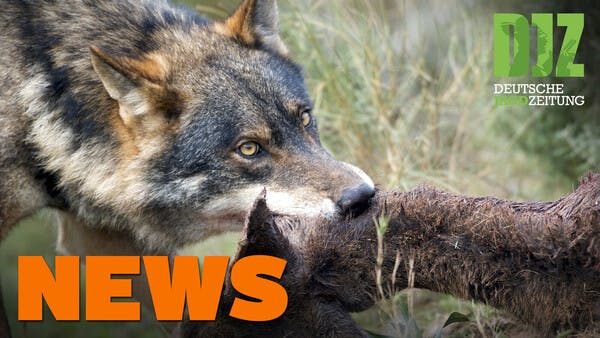 Rekordstrecke bei Nutria, Wolfsrisse in Sachsen-Anhalt auf Rekordniveau - DJZ-News 51/2020