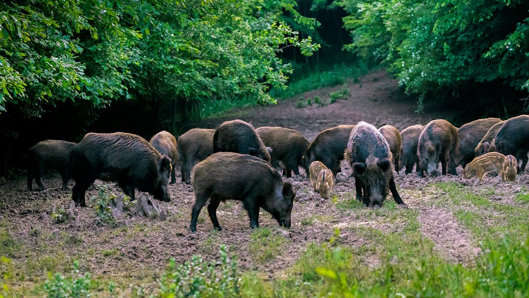 Ruhe, Fraß & Einstand!