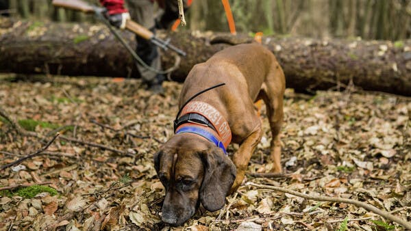 Diagnose Wildbretschuss: vergessen!