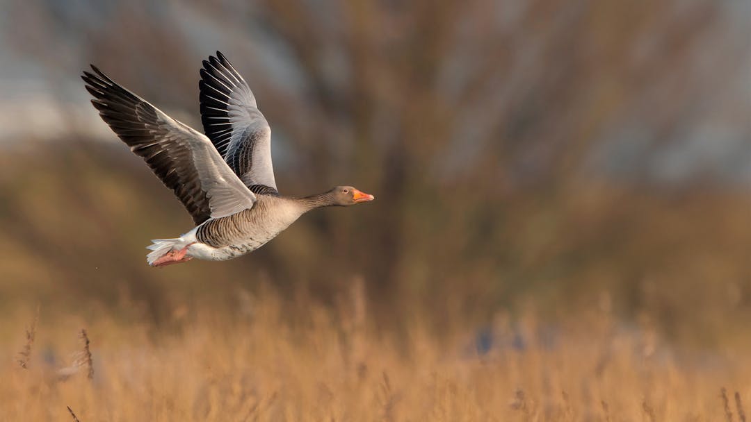 Grundausstattung Gänsejagd