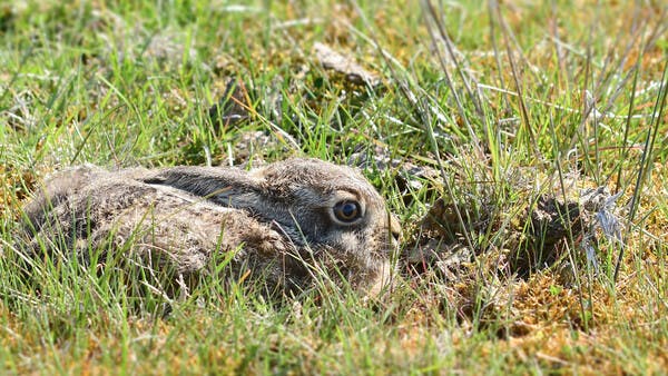 Nachwuchs beim Feldhasen – Starke Mütter Starke Kinder?