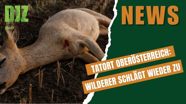 DJZ-News 5. November 2025