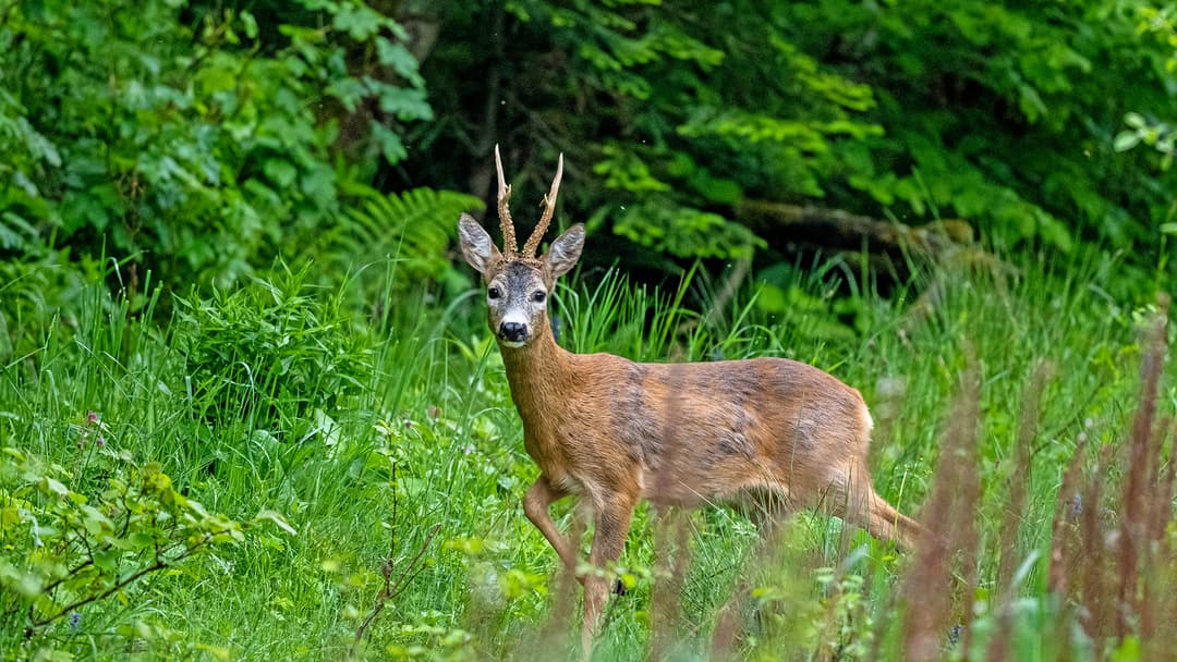 Mythos oder Realität?