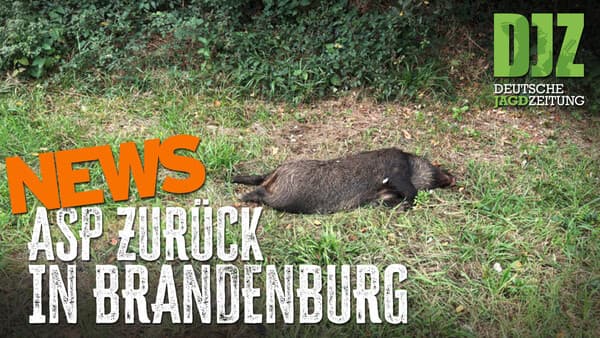 Urteil stärkt Jäger – ASP erneut in Brandenburg | DJZ-News