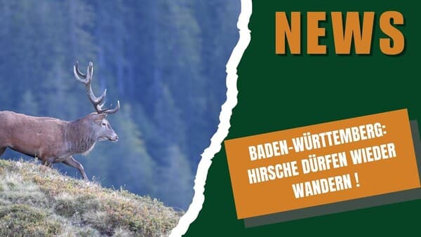 DJZ-News 4. Februar 2026 – Die Jagdnachrichten der Woche