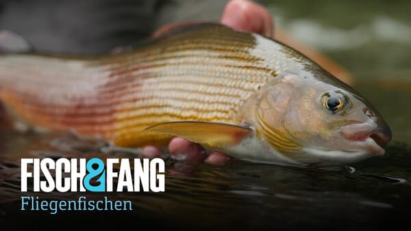 Das Gold der Möll