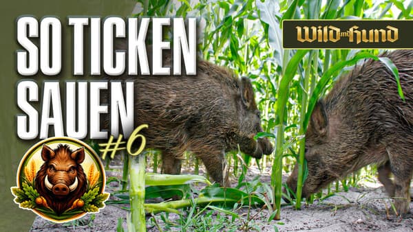So ticken Sauen im Mais – eine alte Bekannte und der Prüfungsfuchs