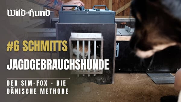 Schmitts Jagdgebrauchshunde - Der SIM-Fox: Die dänische Methode