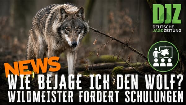 Keine Waschbär-Prämie, neue Wolfsregeln und Kritik an Deutschlands Afrika-Politik | DJZ News