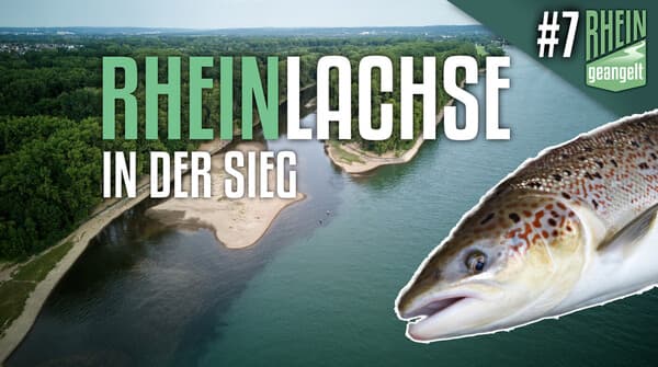RHEINgeangelt: Die Lachse der Sieg