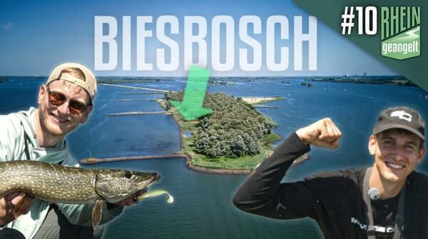 RHEINgeangelt: Biesbosch
