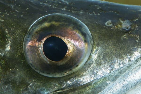 Schau mir in die Augen ...