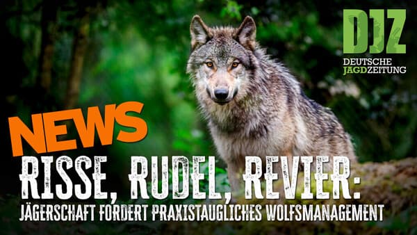 DJZ-News 15. April 2026 – Wolf im Jagdrecht