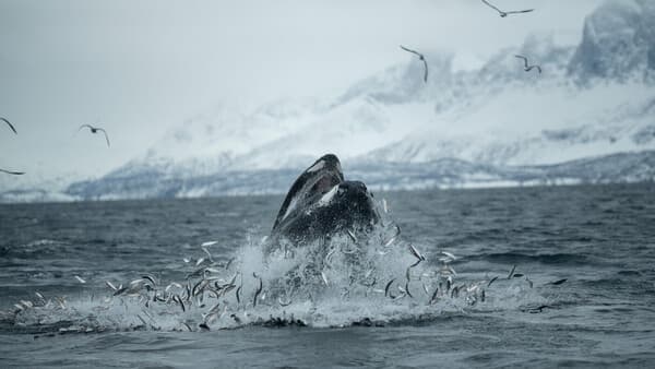 „Alles hängt vom Hering ab“