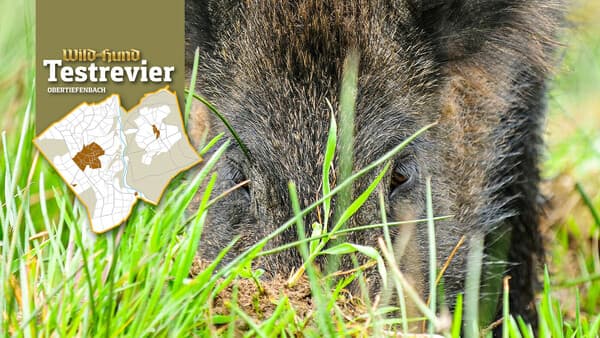 Wiesenschäden im Frühjahr