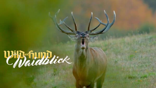 Waidblick September 2025