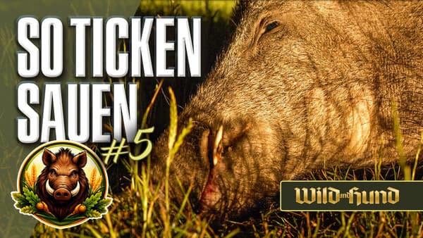 So ticken Sauen – Im Feld geht’s zur Sache! Von Frischlingstriplette bis Sommerkeiler