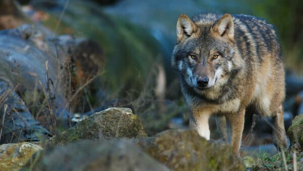 Die Länder müssen Farbe bekennen