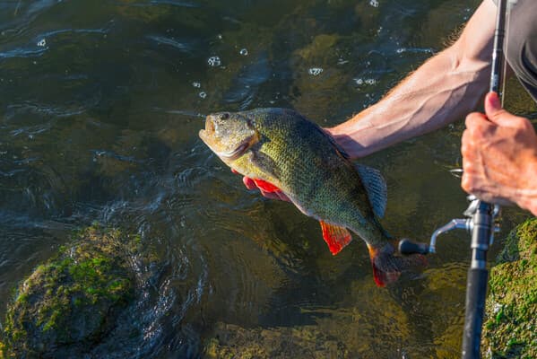 Raubfisch Basics: Barschruten im Fokus