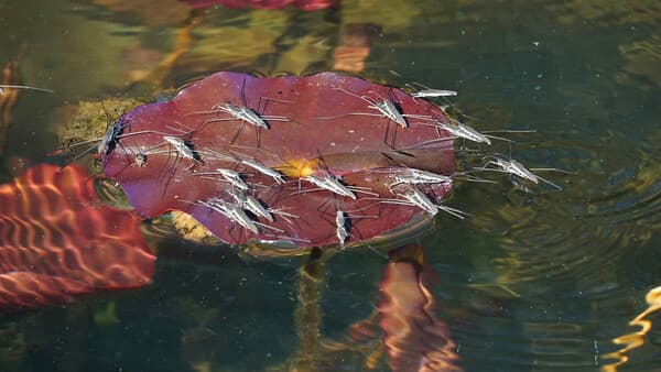 Futter bei die Fische