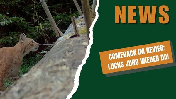 DJZ-News 25. März 2026 – Sommerzeit-Schock