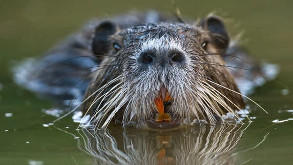Die Gefahr im Wasser